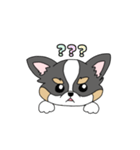 チワワ。ブラックタン＆ホワイト（個別スタンプ：27）
