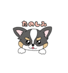 チワワ。ブラックタン＆ホワイト（個別スタンプ：28）