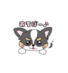 チワワ。ブラックタン＆ホワイト（個別スタンプ：30）
