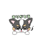 チワワ。ブラックタン＆ホワイト（個別スタンプ：31）