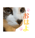 ひい_stamp（個別スタンプ：3）