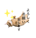 ひい_stamp（個別スタンプ：4）