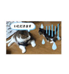 ひい_stamp（個別スタンプ：8）