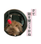 うさぎ＆モルモット、たまにカメ（個別スタンプ：13）