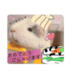 うさぎ＆モルモット、たまにカメ（個別スタンプ：14）