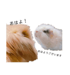 うさぎ＆モルモット、たまにカメ（個別スタンプ：16）