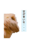 うさぎ＆モルモット、たまにカメ（個別スタンプ：18）