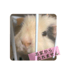 うさぎ＆モルモット、たまにカメ（個別スタンプ：24）