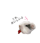 うさぎ＆モルモット、たまにカメ（個別スタンプ：29）