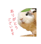 うさぎ＆モルモット、たまにカメ（個別スタンプ：31）