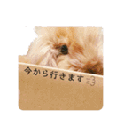 うさぎ＆モルモット、たまにカメ（個別スタンプ：34）