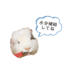 うさぎ＆モルモット、たまにカメ（個別スタンプ：37）