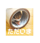 ハリネズミのちくなの（個別スタンプ：7）