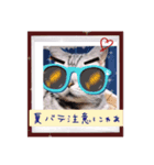 にゃんスタ☆あいさつSummer（個別スタンプ：6）