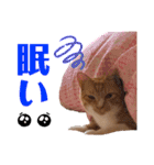 LIGHT＆LEONの日常スタンプ part2（個別スタンプ：5）