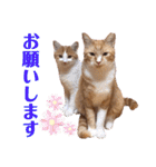 LIGHT＆LEONの日常スタンプ part2（個別スタンプ：10）