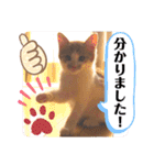 LIGHT＆LEONの日常スタンプ part2（個別スタンプ：15）