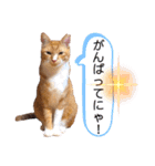 LIGHT＆LEONの日常スタンプ part2（個別スタンプ：17）