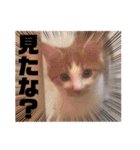 LIGHT＆LEONの日常スタンプ part2（個別スタンプ：29）
