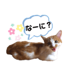 LIGHT＆LEONの日常スタンプ part2（個別スタンプ：31）