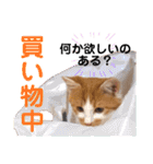 LIGHT＆LEONの日常スタンプ part2（個別スタンプ：38）