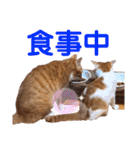 LIGHT＆LEONの日常スタンプ part2（個別スタンプ：39）