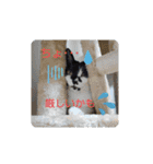 姫 まかり通る（個別スタンプ：5）