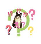姫 まかり通る（個別スタンプ：11）