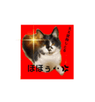 姫 まかり通る（個別スタンプ：14）