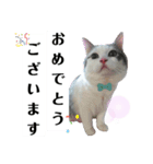 ちょろ◎【おめでとう】（個別スタンプ：7）