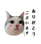 ちょろ◎【おめでとう】（個別スタンプ：8）