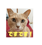 毎日！むぎさん！！②（個別スタンプ：1）