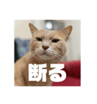 毎日！むぎさん！！②（個別スタンプ：6）