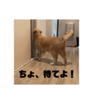 毎日！むぎさん！！②（個別スタンプ：8）