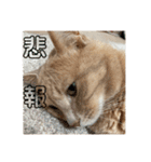毎日！むぎさん！！②（個別スタンプ：10）