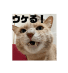毎日！むぎさん！！②（個別スタンプ：12）