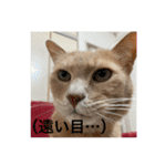 毎日！むぎさん！！②（個別スタンプ：14）