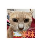 毎日！むぎさん！！②（個別スタンプ：16）