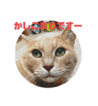 毎日！むぎさん！！②（個別スタンプ：18）