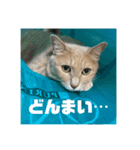 毎日！むぎさん！！②（個別スタンプ：19）