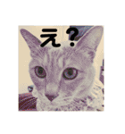 毎日！むぎさん！！②（個別スタンプ：24）