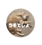 毎日！むぎさん！！②（個別スタンプ：25）