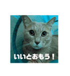 毎日！むぎさん！！②（個別スタンプ：27）