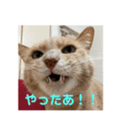 毎日！むぎさん！！②（個別スタンプ：34）