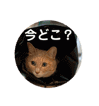 毎日！むぎさん！！②（個別スタンプ：40）