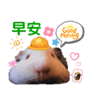 毎日.可愛いモルモット(天竺鼠LOVE台湾語)（個別スタンプ：1）