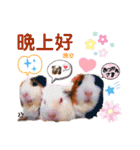 毎日.可愛いモルモット(天竺鼠LOVE台湾語)（個別スタンプ：3）