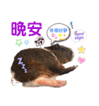 毎日.可愛いモルモット(天竺鼠LOVE台湾語)（個別スタンプ：4）
