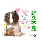 毎日.可愛いモルモット(天竺鼠LOVE台湾語)（個別スタンプ：5）