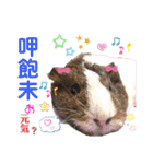 毎日.可愛いモルモット(天竺鼠LOVE台湾語)（個別スタンプ：6）